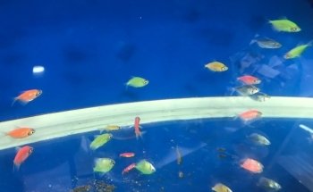 Acuario Aventura Acuática