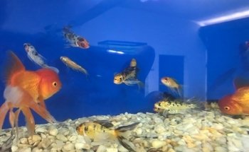 Acuario Aventura Acuatica