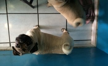 Tropical fishes and Pet store.