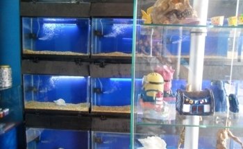 Tropical fishes and Pet store.