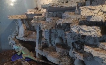 Tropical fishes and Pet store.