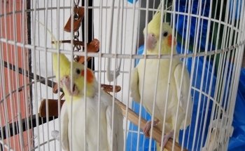 Tropical fishes and Pet store.