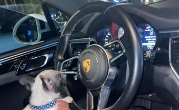 Tropical fishes and Pet store.