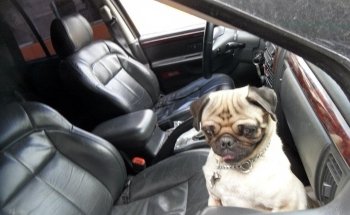 Tropical fishes and Pet store.