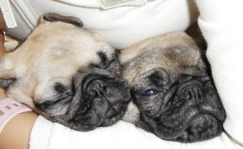 Tropical fishes and Pet store.