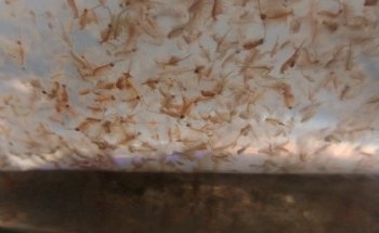 Acuario Alex 2 ,guppys de calidad