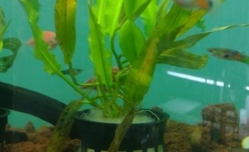 Acuario Alex 2 ,guppys de calidad