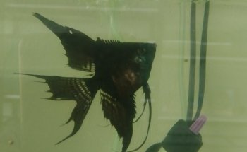 Acuario Alex 2 ,guppys de calidad