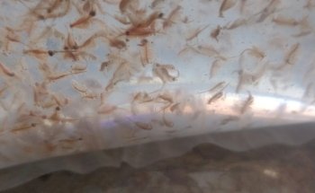 Acuario Alex 2 ,guppys de calidad