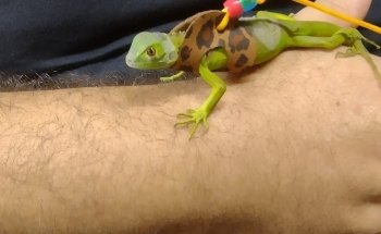 Acuario Alex 2 ,guppys de calidad