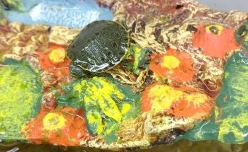 Acuario Alex 2 ,guppys de calidad