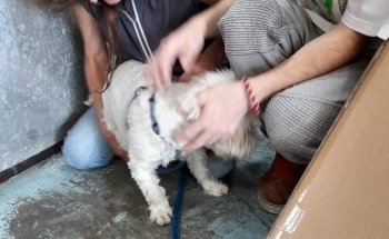 The Avenue Pet Shop