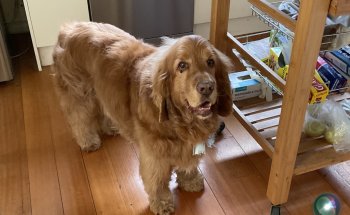 The Avenue Pet Shop