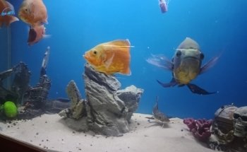 Acuario Mundo Azul Tapachula