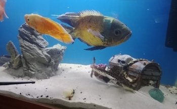 Blue World Aquarium Tapachula