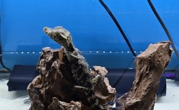 Blue World Aquarium Tapachula