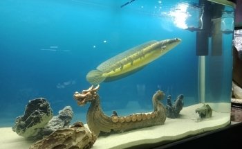 Blue World Aquarium Tapachula