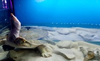 Blue World Aquarium Tapachula