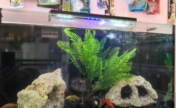 Sams Acuario y Mascotas Sucursal