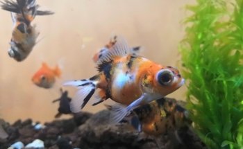 Sams Acuario y Mascotas Sucursal