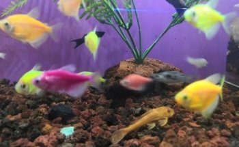 Sams Acuario y Mascotas Sucursal