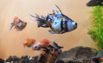 Sams Acuario y Mascotas Sucursal