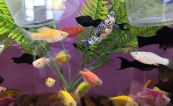 Sams Acuario y Mascotas Sucursal