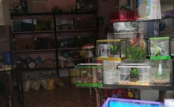 Sams Acuario y Mascotas Sucursal