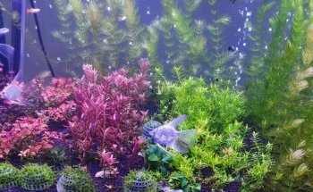 VI SYDNEY SHRIMPS