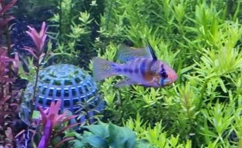 VI Sydney Shrimp