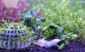 VI SYDNEY SHRIMPS