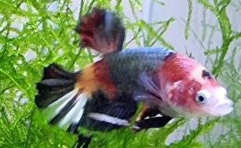 VI SYDNEY SHRIMPS
