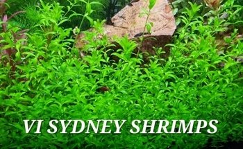 VI SYDNEY SHRIMPS