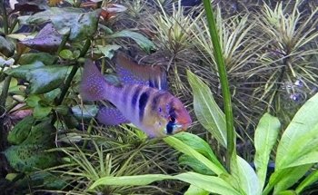 VI SYDNEY SHRIMPS