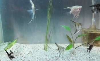 Don Gato Acuario y Venta de Alimentos