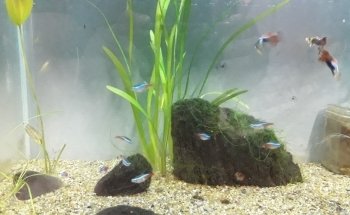 Don Cat Aquarium and Food Sales