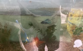 Don Gato Acuario y Venta de Alimentos