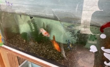 Don Gato Acuario y Venta de Alimentos