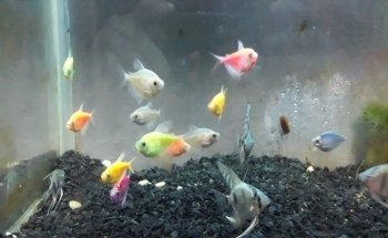 Don Gato Acuario y Venta de Alimentos