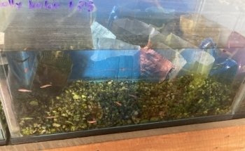 Don Gato Acuario y Venta de Alimentos