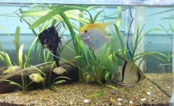 Don Gato Acuario y Venta de Alimentos