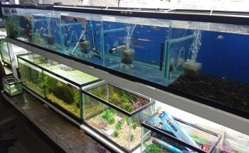 Acuario Aleta Felíz