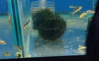 Acuario Aleta Felíz