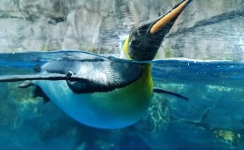 SEA LIFE Kelly Tarlton's Aquarium