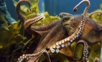 SEA LIFE Kelly Tarlton's Aquarium