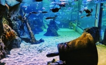 SEA LIFE Kelly Tarlton's Aquarium