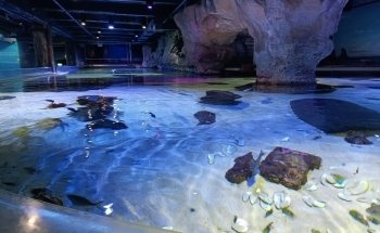 SEA LIFE Kelly Tarlton's Aquarium