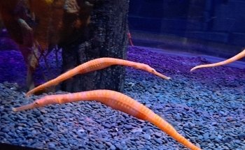 SEA LIFE Kelly Tarlton's Aquarium