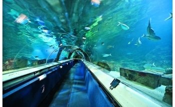 SEA LIFE Kelly Tarlton's Aquarium
