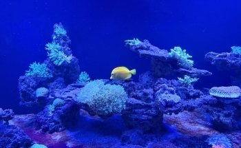 SEA LIFE Kelly Tarlton's Aquarium